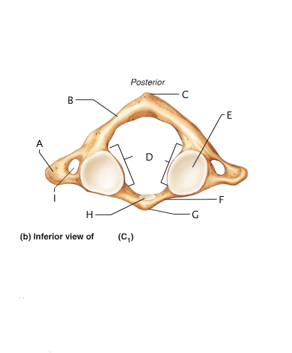 Anatomy And Physiology 141 Lab Practical 2 - ProProfs Quiz