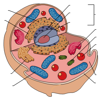 plant and animal cell quiz. Plant cells, Animal Cells,