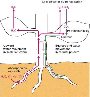 xylem phloem diagram