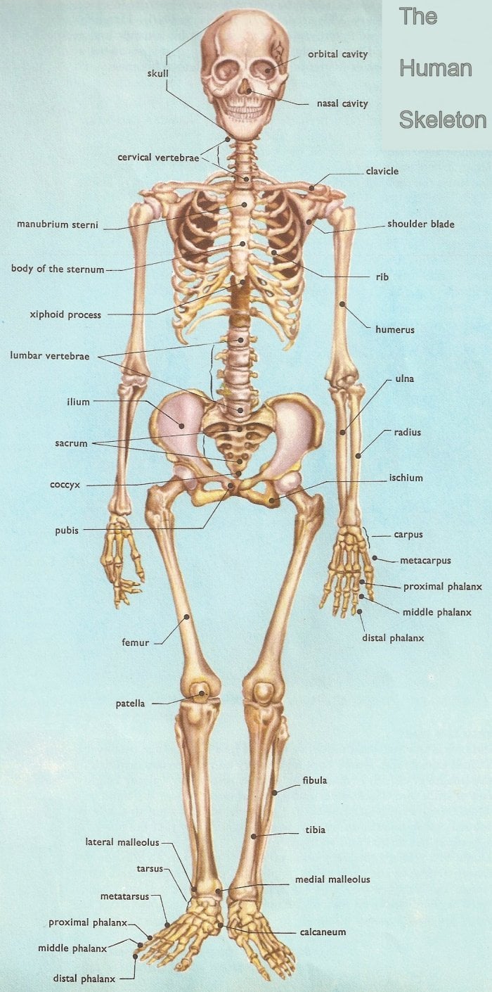 1: The Human Body: An Orientation