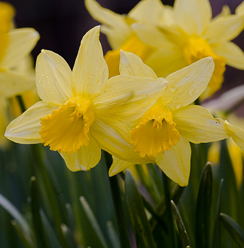 william wordsworth daffodils poem. In the poem quot;Daffoldilsquot; by