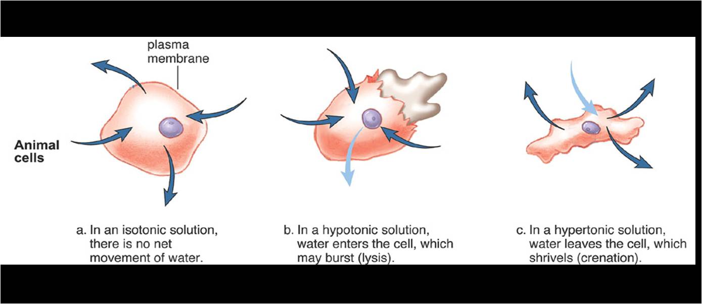 Anatomy And Physiology Quizzes Chapter 12