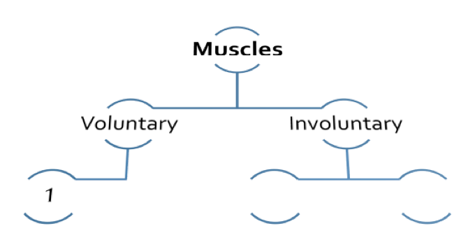 Identify various muscle types
