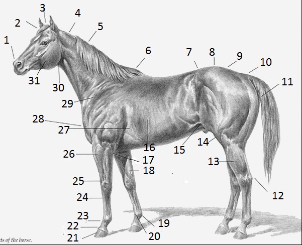 AHS 202L - Some Horse Questions - ProProfs Quiz