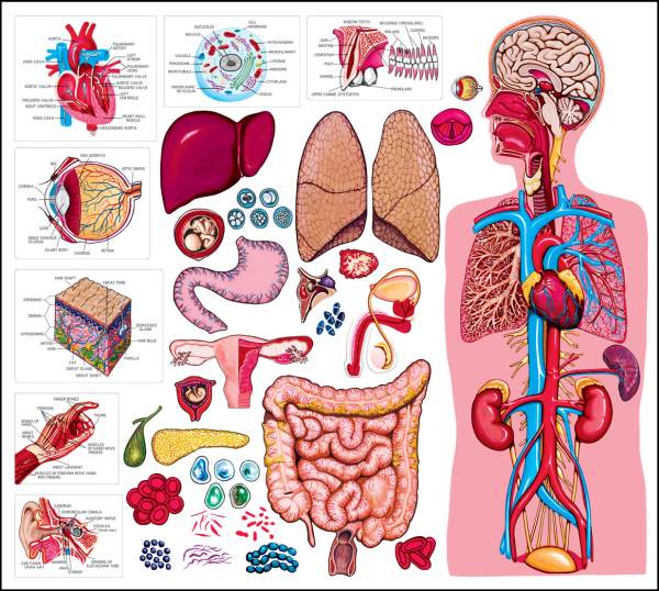 Quiz on human body organs. There are 20 questions. 15 will be randomly 