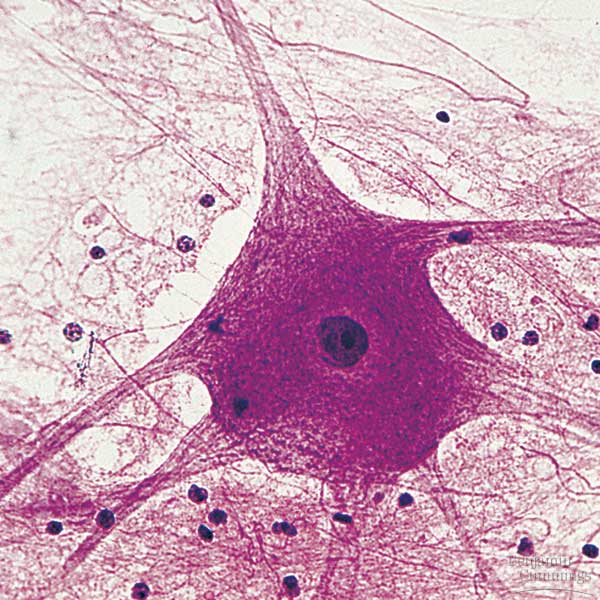 Unit I: Histology I: Nervous, Epithelial & Muscular Tissues - ProProfs Quiz