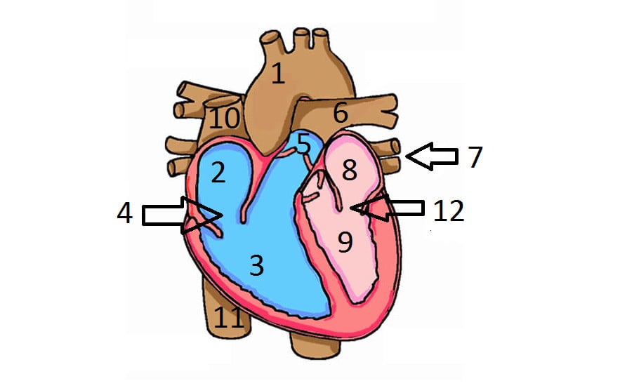 Identify Heart Shape Through The Numbers - ProProfs Quiz
