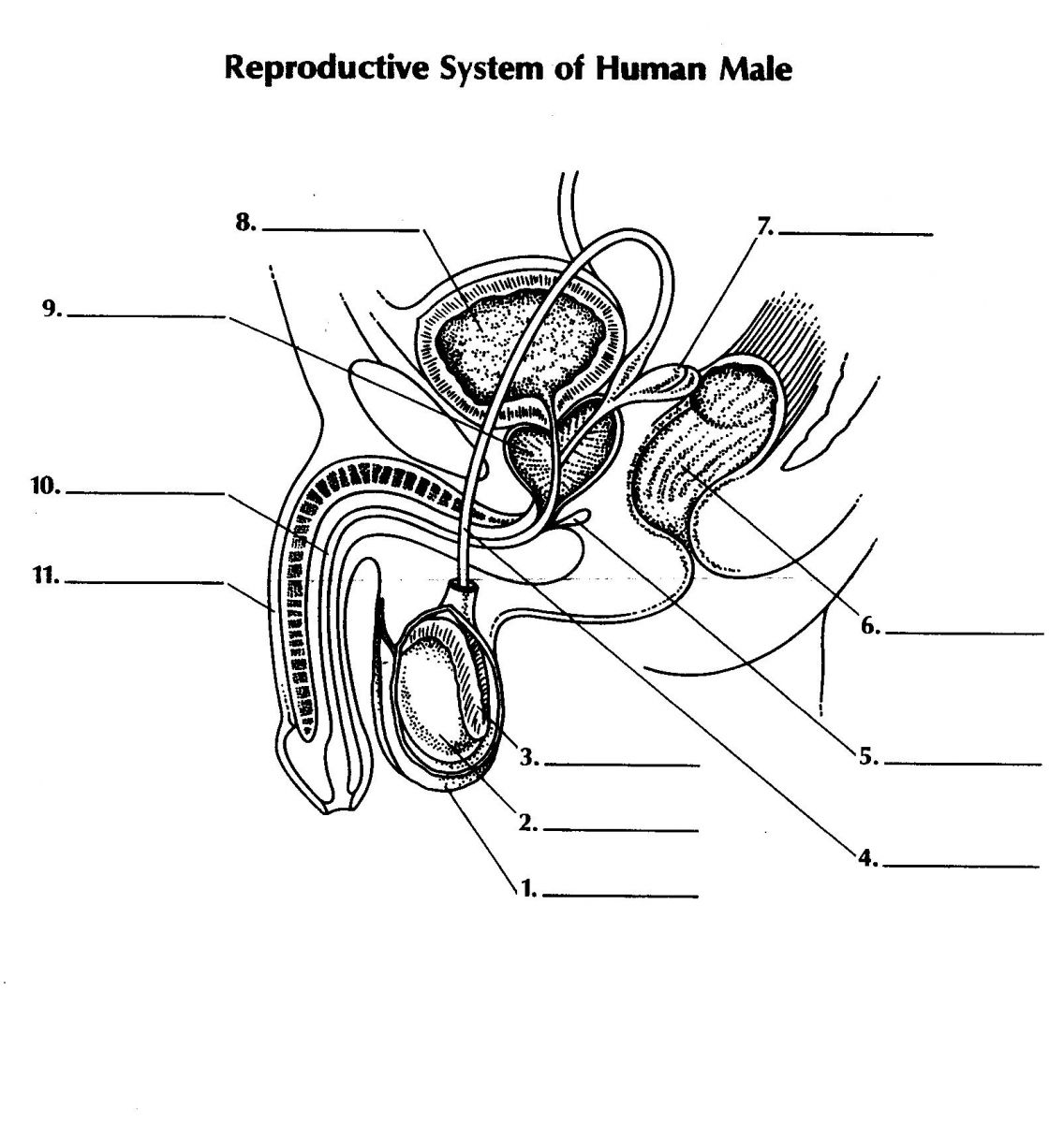 Reproductive System Of The Human Male ProProfs Quiz