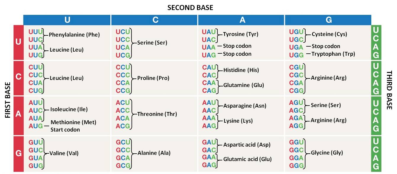 Aa Codon Chart