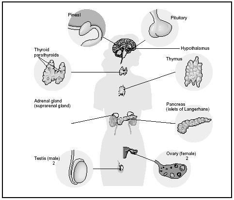 The Endocrine System Practice Quiz For Anatomy - ProProfs Quiz