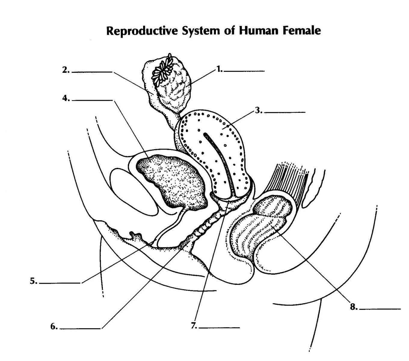 Reproductive System Of Female