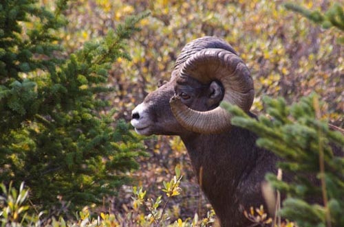 Sheep hunting east kootenays