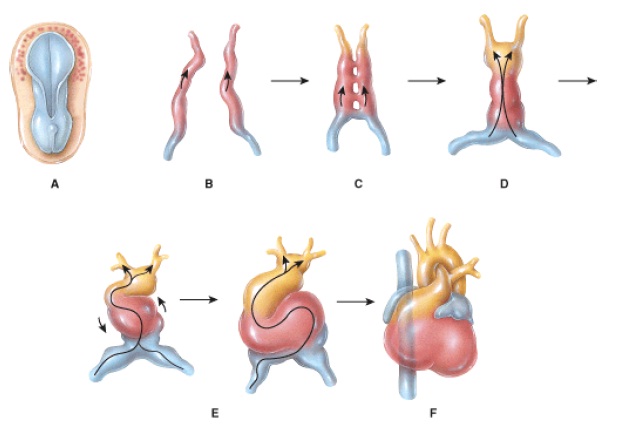 Anatomy And Physiology Questions - The Cardiovascular System: The Heart
