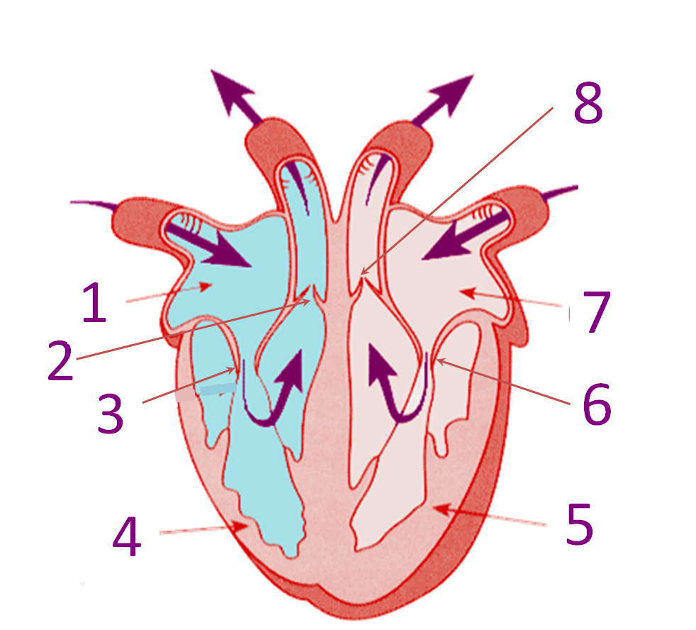 Parts Of The Heart - ProProfs Quiz