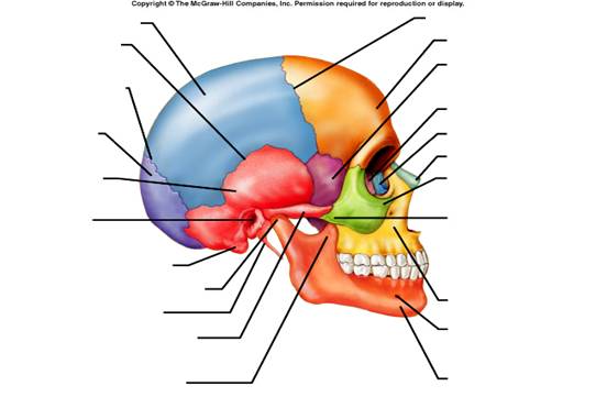 Cranium Bone Quiz - ProProfs Quiz