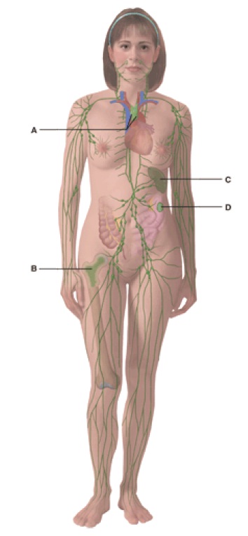  Anatomy And Physiology Questions - The Lymphatic System And Immunity 