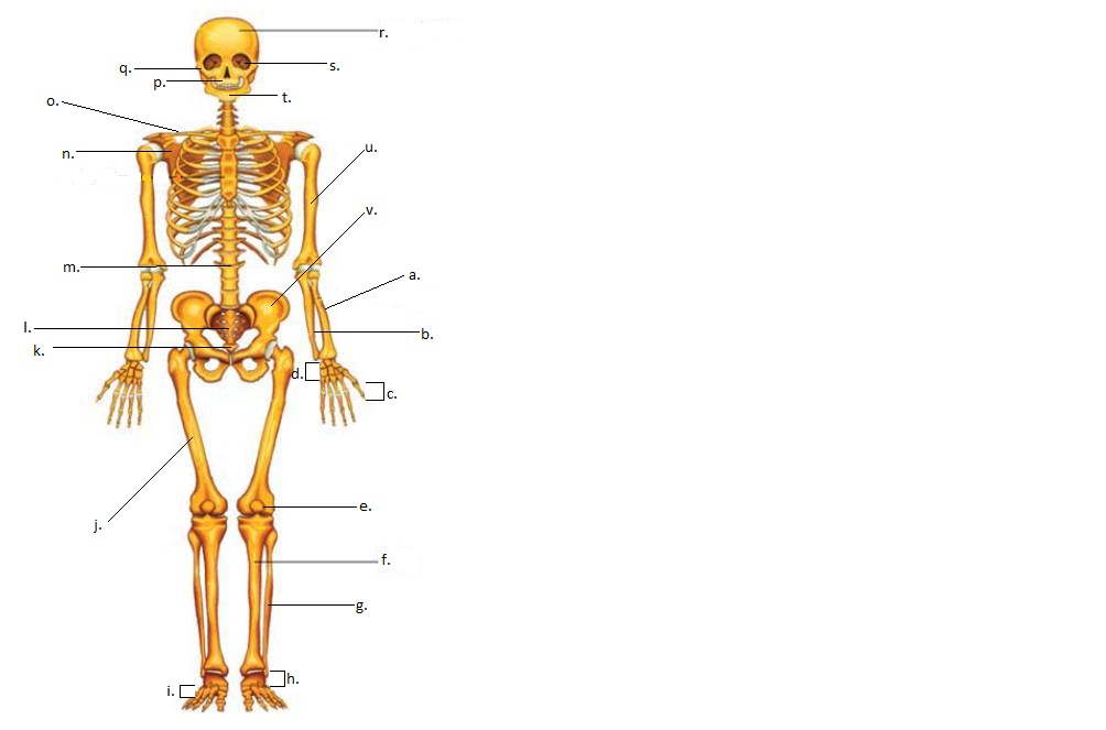 Biologi : Sistem Gerak Manusia (XI IPA) - ProProfs Quiz