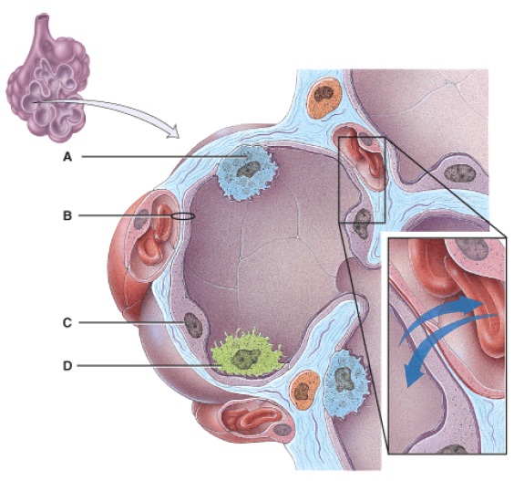 Anatomy And Physiology Questions - The Respiratory System - ProProfs Quiz