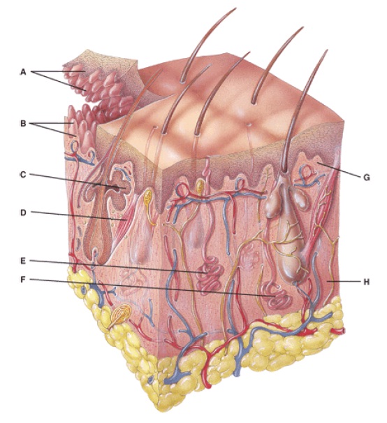 Integumentary System Quiz Pdf