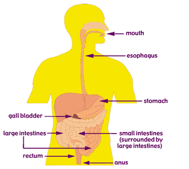 Chapter 3 Nutrition Flashcards by ProProfs