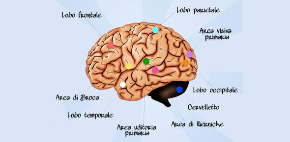 Neuro Quizzes & Trivia