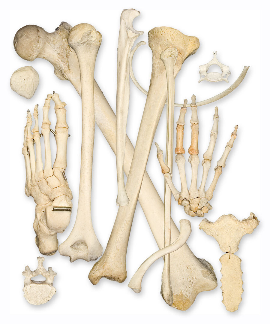 Bone Parts and Markings Flashcards by ProProfs