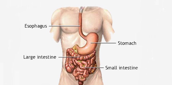 Image result for digestive system