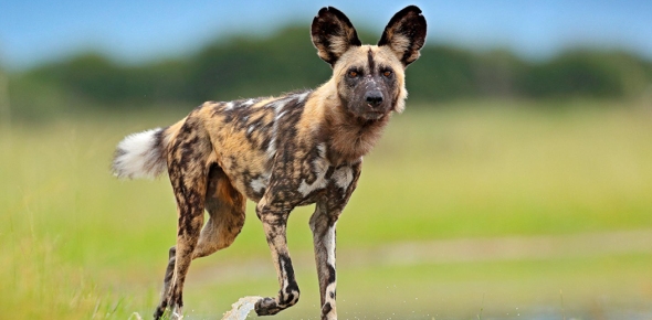 Facts About Wild Dogs Flashcards Flashcards by ProProfs