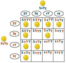 Genetics Problem Test 2