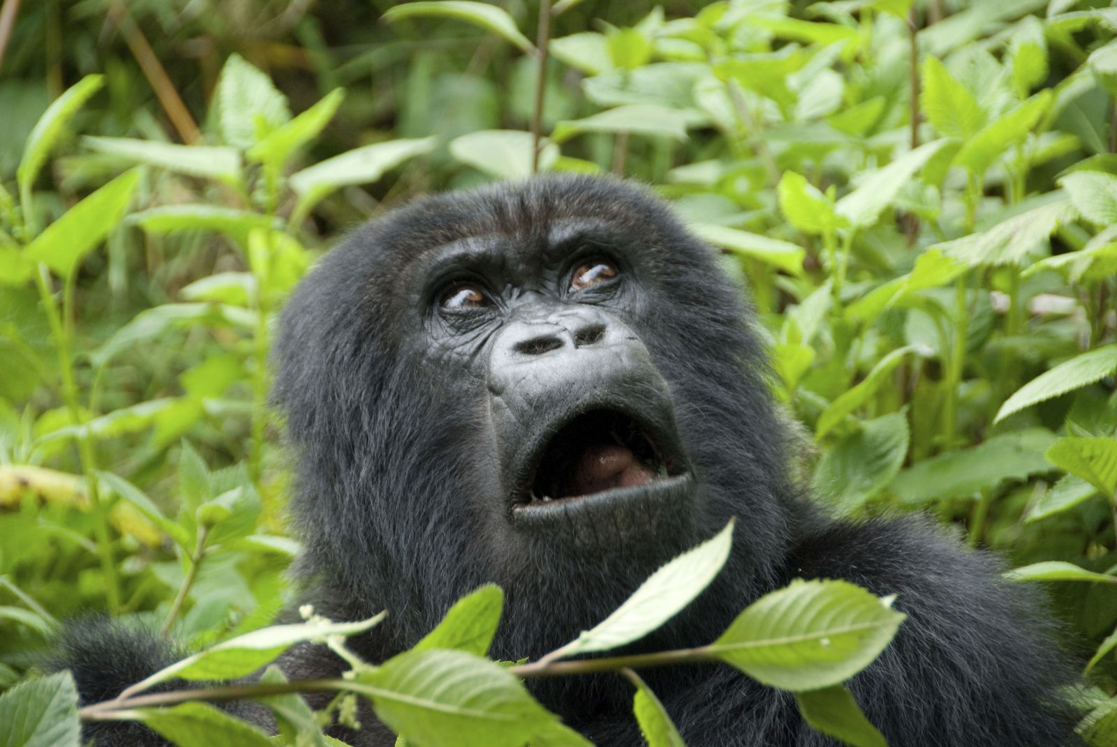 A wildlife photographer continued to take pictures of Rwanda’s mountain gor...