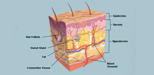 Choose The Correct Option Of The Following Layer Of Skin Term Flashcards Flashcards By Proprofs