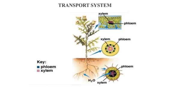 What Is The Role Of The Xylem In The Transport System Of Plants