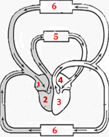 Urutan peredaran darah besar adalah