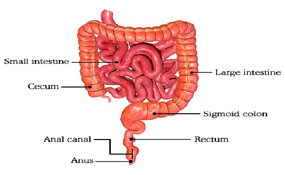 Digestive System Humans Speedy Study Guides