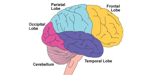 Parts Of The Brain Quiz - ProProfs Quiz