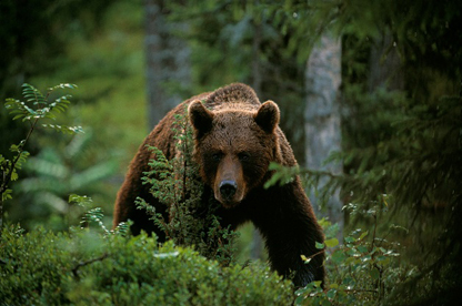 Fj�llen O Alperna - Quiz