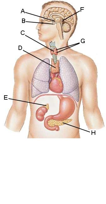 endocrine system diagram for kids unlabeled