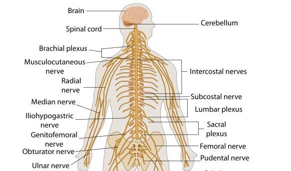 Anatomy Nervous System Quizlet Anatomical Charts And Posters