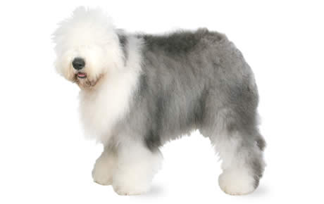 big fluffy white and grey dog