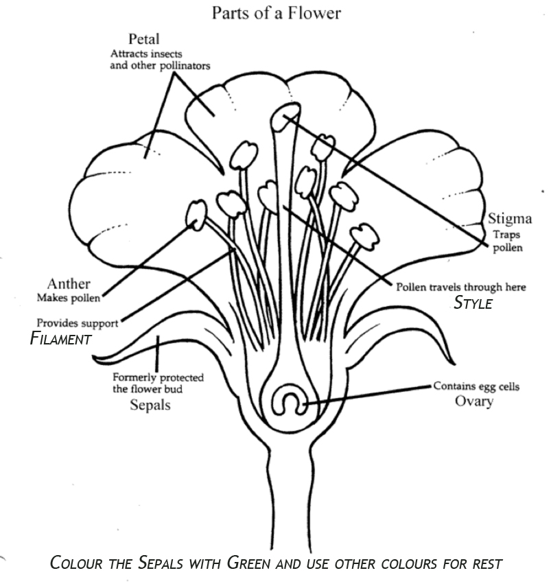 Be a flower kusuriya. Строение пеларгонии. Строение цветка герани. Схема строения цветка. Строение цветка рисунок.