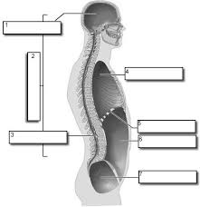 Body Planes And Cavities Quiz