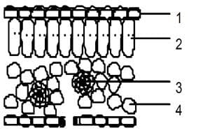 Bagian yang berfungsi sebagai jaringan pengangkut ditunjukkan pada bagian bernomor