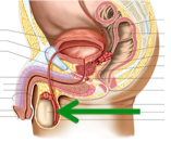9.1 Male Reproductive System* - Quiz