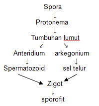 Remidi Uh 2 Plantae Proprofs Quiz