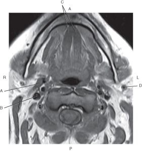 Function of the ventricles of the brain