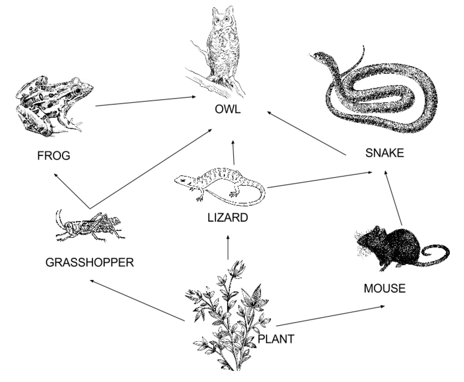 Цепь питания с лягушкой. Пищевая цепочка. Пищевая цепочка схема. Пищевая цепь с лягушкой схема. Цепь питания змеи.