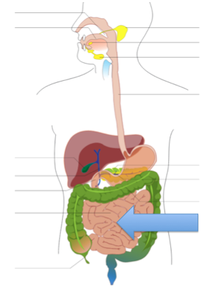 Digestive & Urinary Systems Test B - Quiz