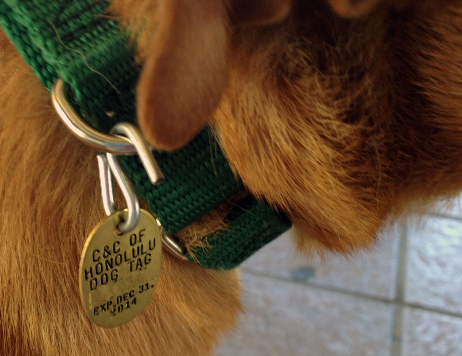 Collar On: Pet ID Quiz - Quiz