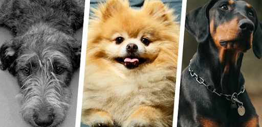 What Dog Breed Does Your Personality Match With