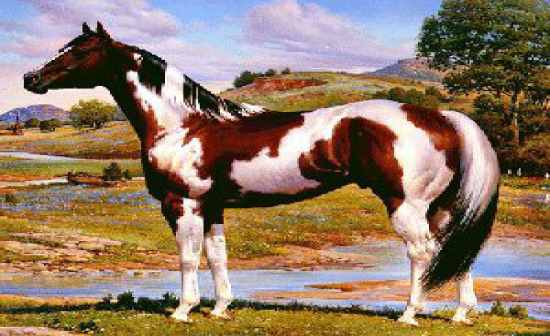 Different Horse Breeds Flashcards - Flashcards